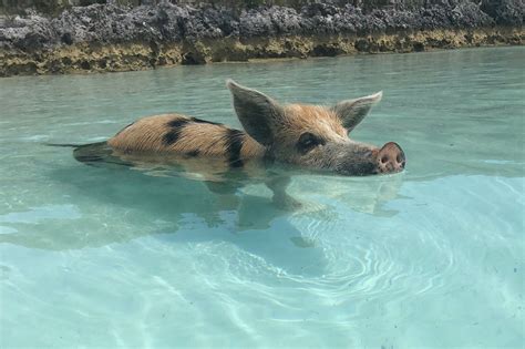 Swimming with Pigs in the Bahamas: What to Expect